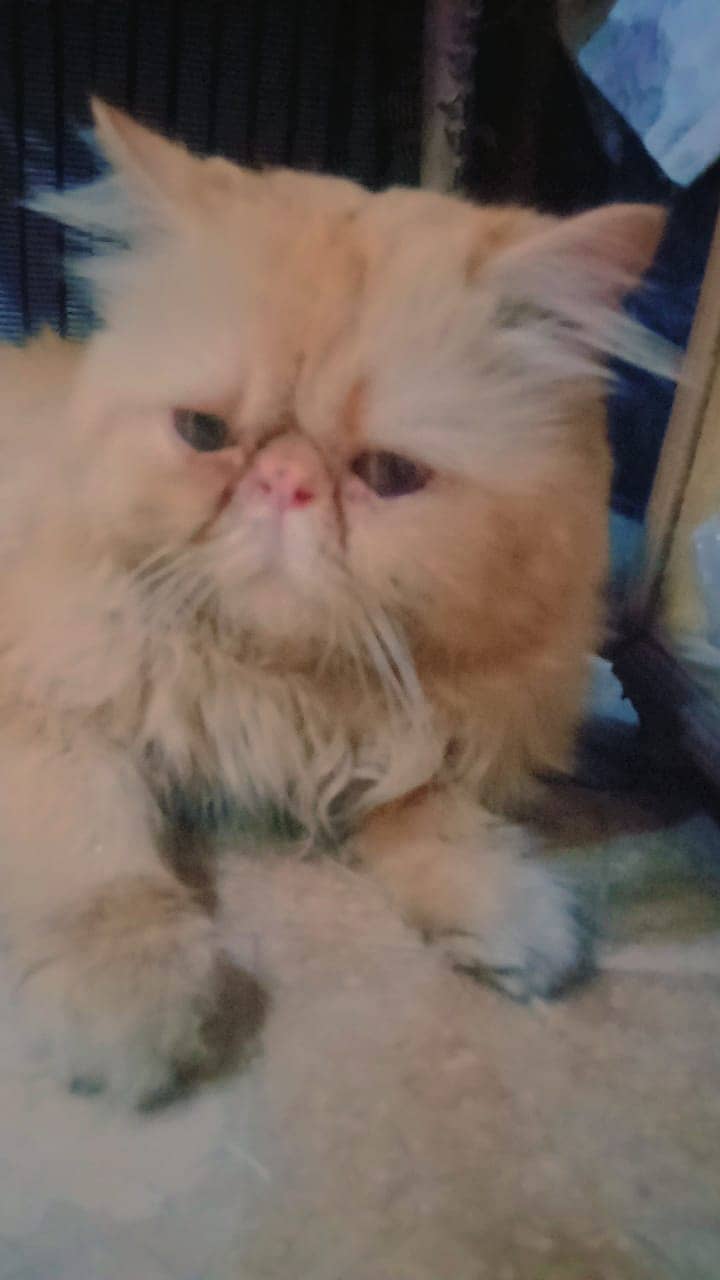 persion pikki face male cat fully vaccinated 5