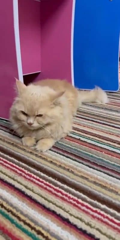 male persian cat 1