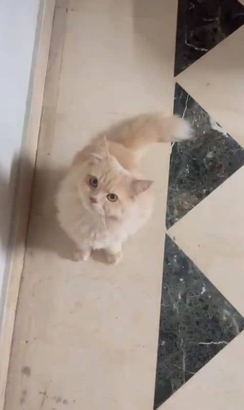 male persian cat 2