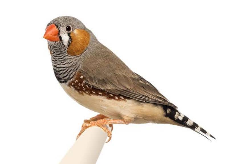 Mix Mutation Zebra Finches 0