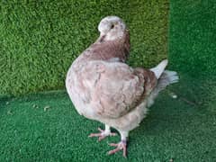 Supreme Quality Frillback breeding pair Pigeons/ kaboter