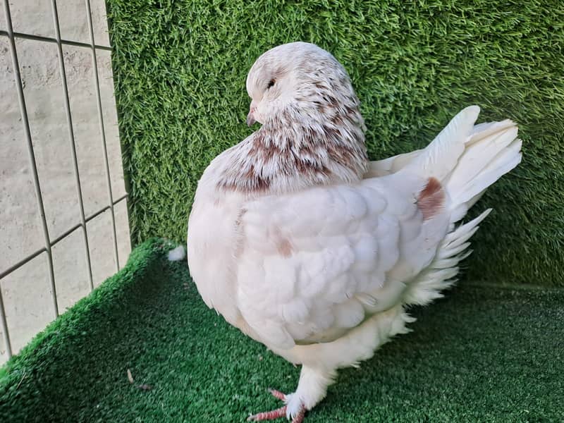 Supreme Quality Frillback breeding pair Pigeons/ kaboter 8