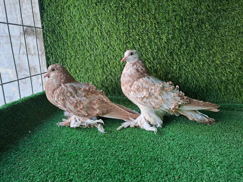 Supreme Quality Frillback breeding pair Pigeons/ kaboter 9