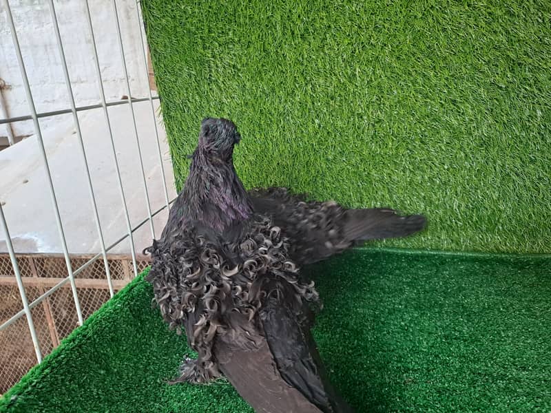 Supreme Quality Frillback breeding pair Pigeons/ kaboter 10