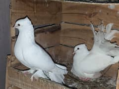 fancy pigeons luckay and sherazi  kabootar Exchange possible