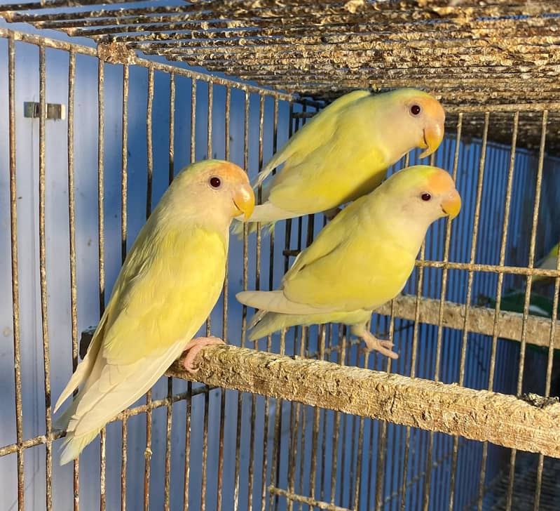 Lovebird Love Bird Parrot & FOSTER PAIRS setup w-o cage 2