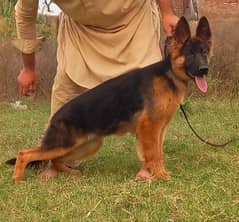 show quality long coat female for sale just call