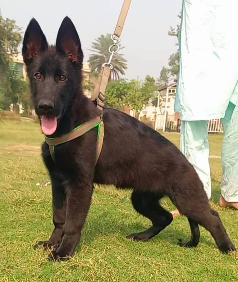 long coat German Shepherd  black female 0