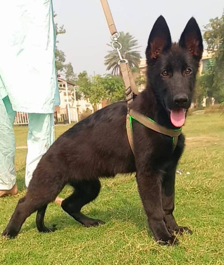 long coat German Shepherd  black female 1