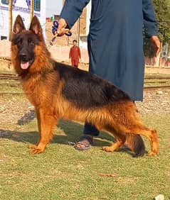 German Shepherd proper long coat female heavy bone structure show