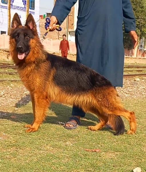 German Shepherd proper long coat female heavy bone structure show 0