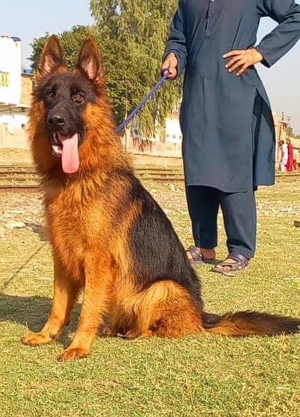 German Shepherd proper long coat female heavy bone structure show 1