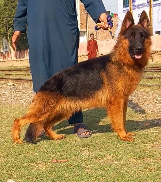 German Shepherd proper long coat female heavy bone structure show 2