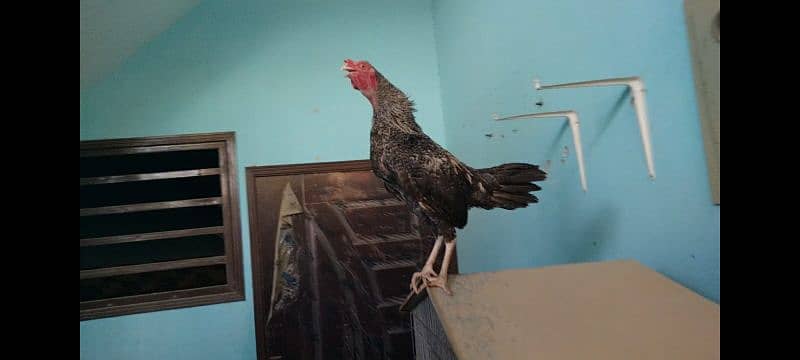 Aseel hen's and rooster available for sale in 10,000 Rs 0