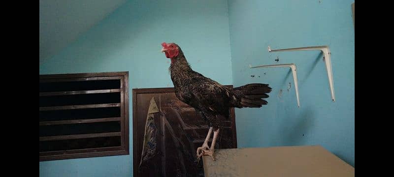 Aseel hen's and rooster available for sale in 10,000 Rs 1