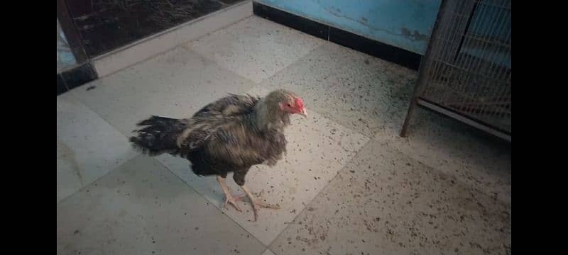 Aseel hen's and rooster available for sale in 10,000 Rs 2