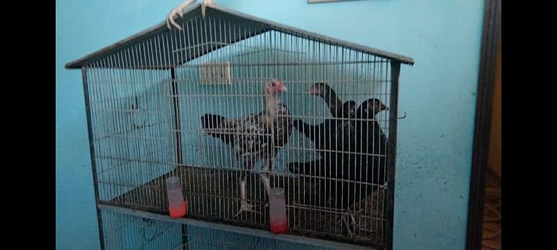 Aseel hen's and rooster available for sale in 10,000 Rs 4