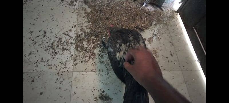 Aseel hen's and rooster available for sale in 10,000 Rs 10