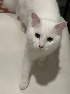 white male cat