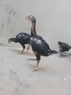 aseel Thai chicks