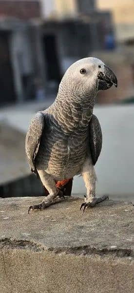 African grey parrot chicks 2