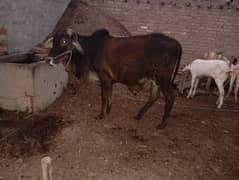 a bachra for qurbani 2025 for sale