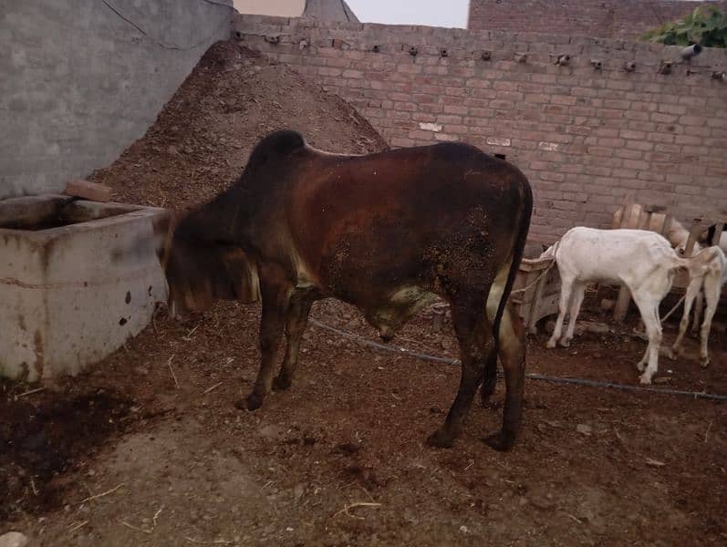 a bachra for qurbani 2025 for sale 1