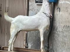 male goat rajanpuri/ female rajanpuri cross+ female goat baby