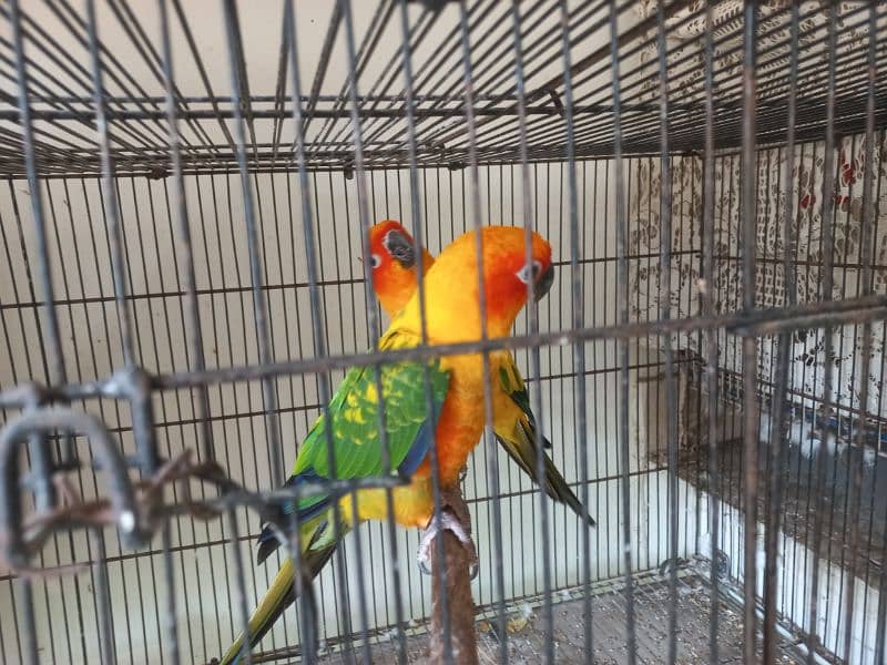 Sun conoure Dna breeder Pair 2