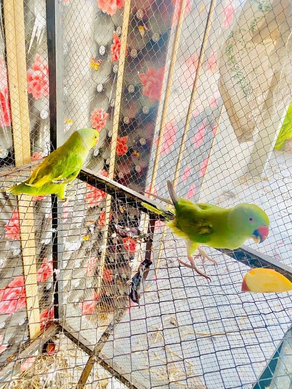 Parrots 2