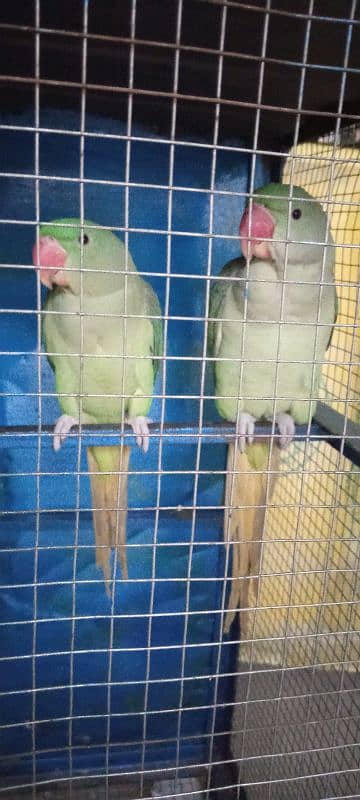 raw parrot pair 1