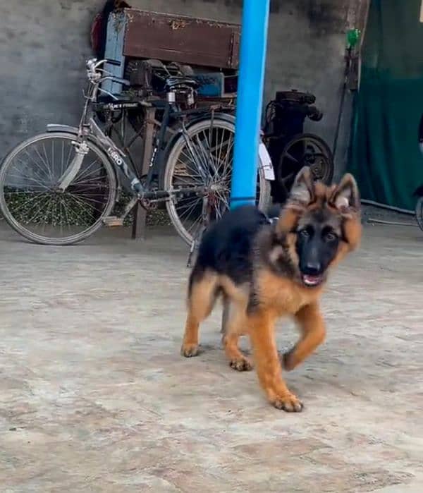 German shepherd puppies for sale / puppy / GSD / german shepherd 1