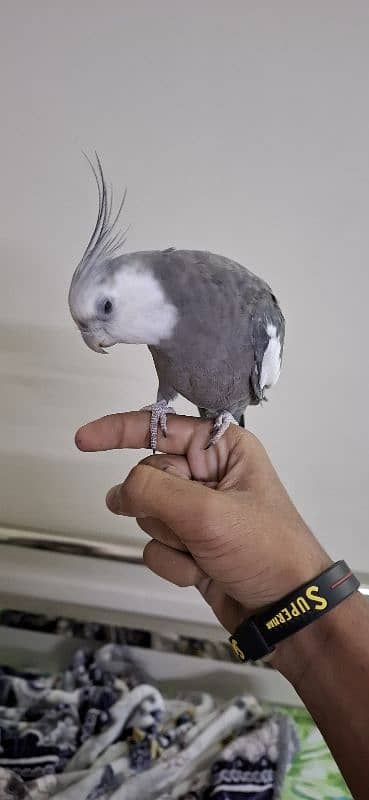 White Cockatiel 1