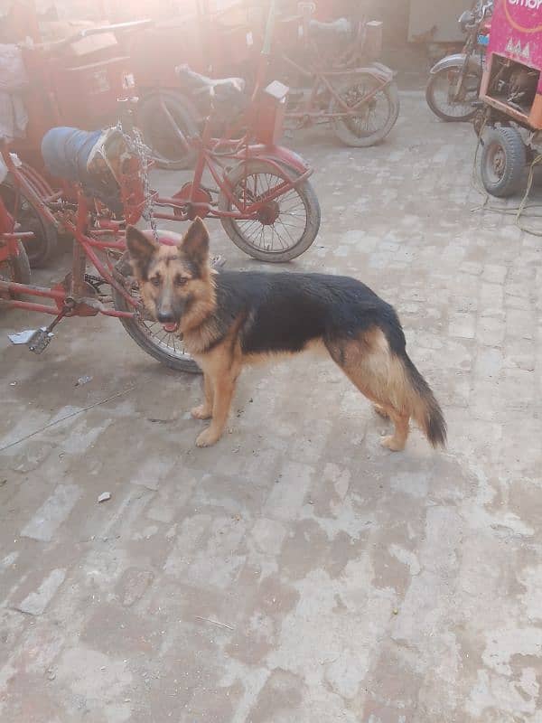 German shepherd male for sale My Whatsapp number 03264626877 0