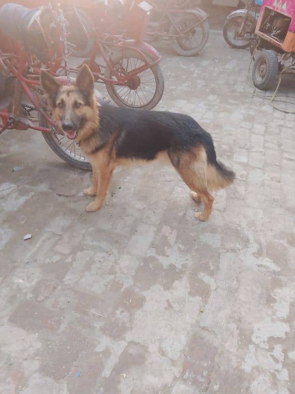 German shepherd male for sale My Whatsapp number 03264626877 1