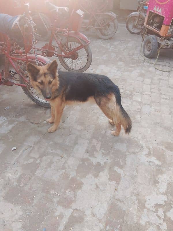 German shepherd male for sale My Whatsapp number 03264626877 2