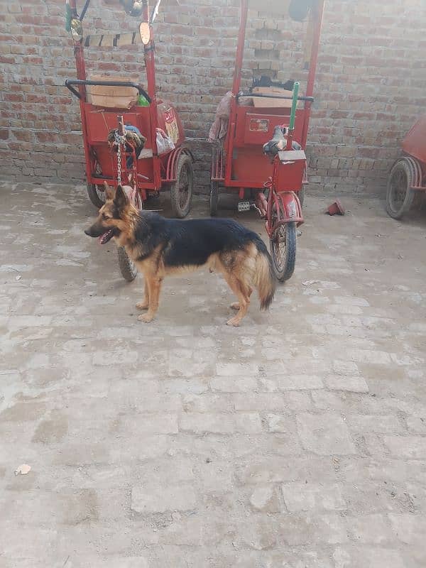 German shepherd male for sale My Whatsapp number 03264626877 3