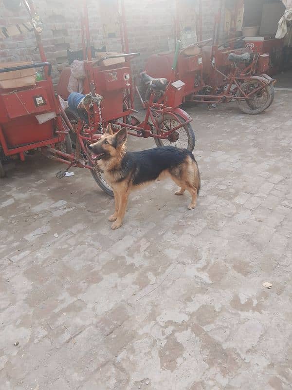 German shepherd male for sale My Whatsapp number 03264626877 4