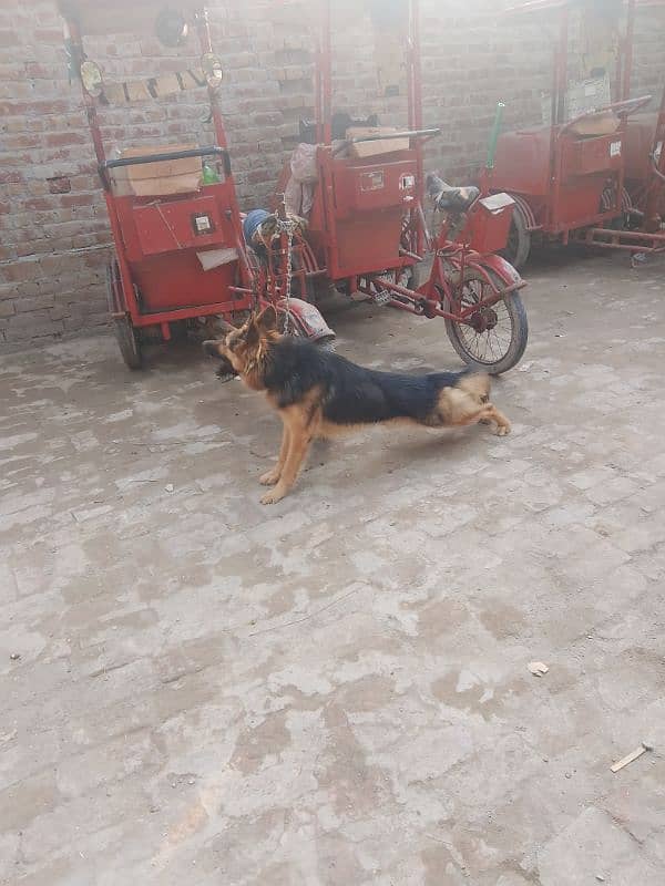 German shepherd male for sale My Whatsapp number 03264626877 5