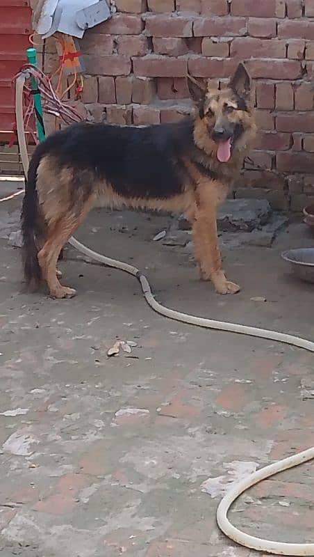 German shepherd male for sale My Whatsapp number 03264626877 8