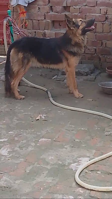 German shepherd male for sale My Whatsapp number 03264626877 9