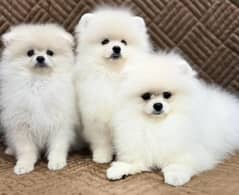 IMPORTED POMERANIAN PUPPIES AVAILABLE FOR BOOKING