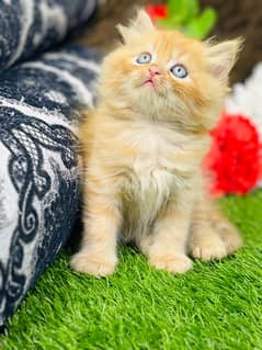 Persian Kitten available now