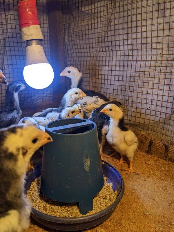 black king Shamo chicks for sale 1