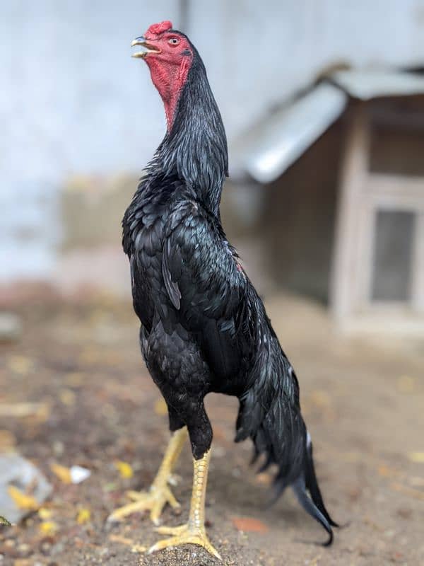 black king Shamo chicks for sale 2