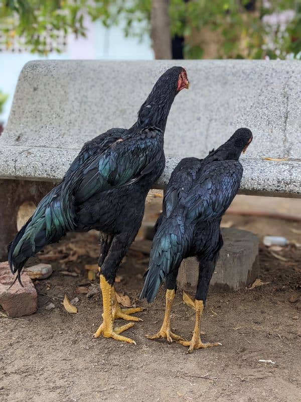 black king Shamo chicks for sale 3