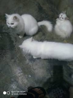 white persion cats for sale