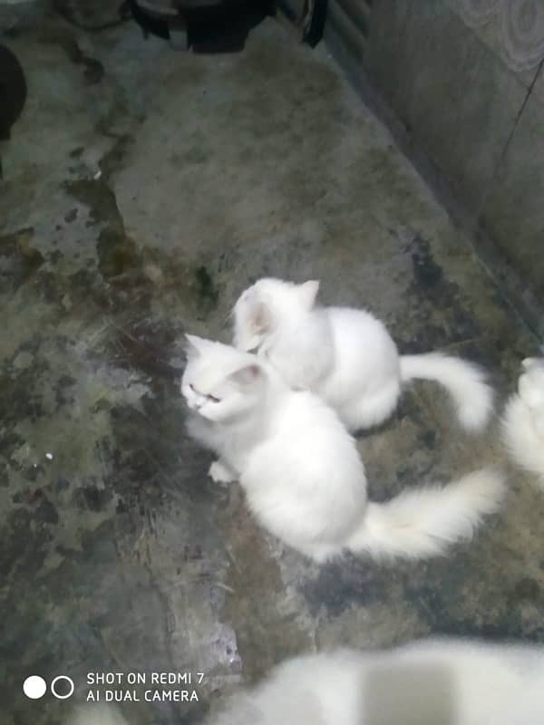 white persion cats for sale 1