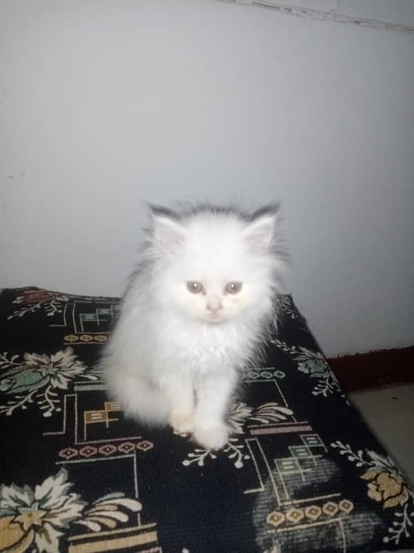 white persion cats for sale 2