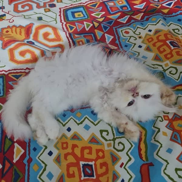 white persion cats for sale 3